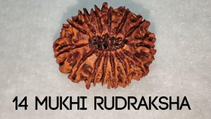 Most powerful and strongest 14 Mukhi rudraksha: