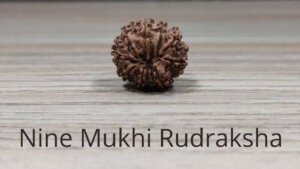 Power of Nine Deities: Nine Mukhi Rudraksha