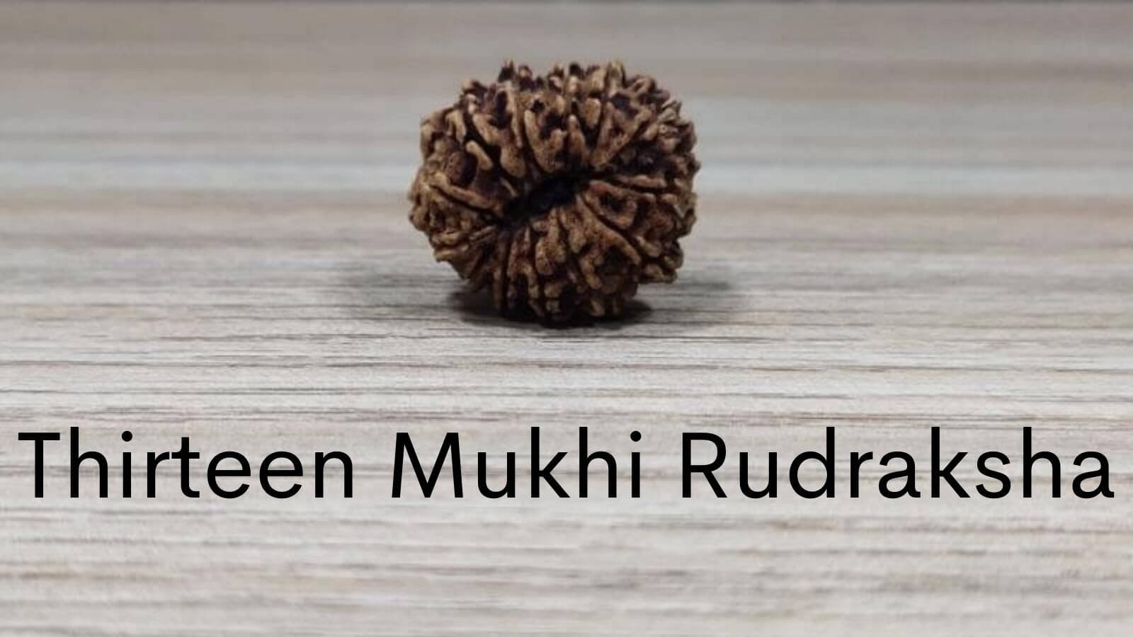 Thirteen Mukhi Rudraksha: