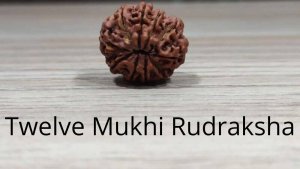 Power of Sun: Twelve Mukhi Rudraksha